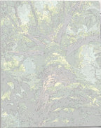 The image showcases a towering tree, its trunk and branches intertwined in a tapestry of green.